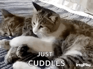 Two Cats Hugging on Bed