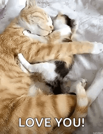 Two Cats Hugging Saying Love You GIF