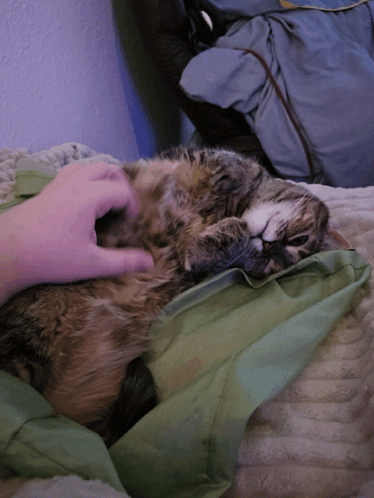 Two Cats Hugging Saying Ouu I Just Love You So Much