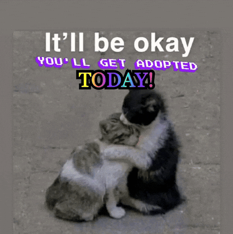 Two Cats Hugging With The Words " It 'Ll Be Okay You 'Ll Get Adopted Today " Above Them GIF