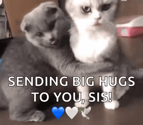 Two Cats Hugging With The Words Sending Big Hugs To You Sis On The Bottom GIF