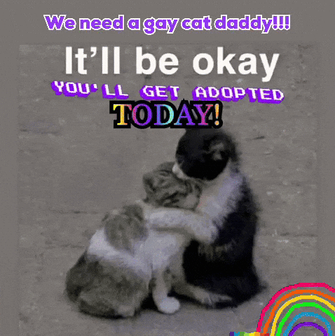 Two Cats Hugging With The Words We Need A Gay Cat Daddy It 'Ll Be Okay You Ll Get Adopted Today GIF