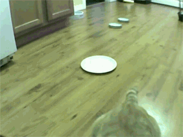 Two Cats In A Cat Fight GIF