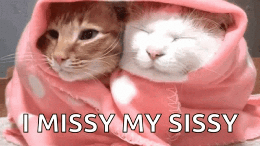 Two Cats In Blanket I Missy My Sissy