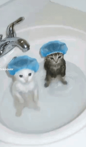 Two Cats in Blue Shower Caps Bathing in Sink