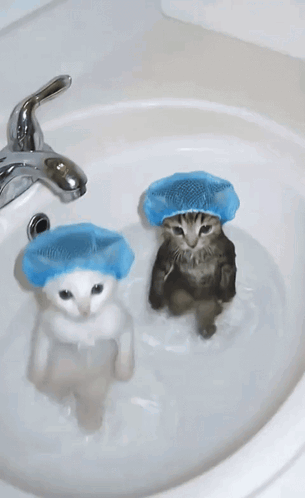 Two Cats in Blue Shower Caps in Sink