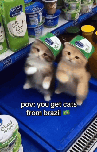 Two Cats In Hats POV You Get Cats From Brazil GIF