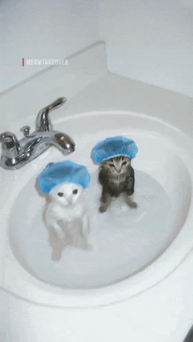 Two Cats in Sink with Shower Caps