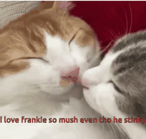 Two Cats Kissing I Love Frankie