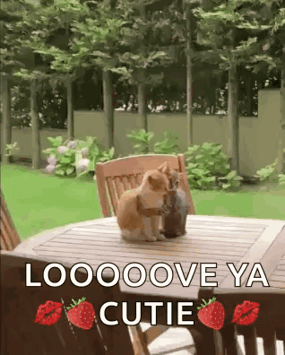 Two Cats Kissing Loooove Ya Cutie