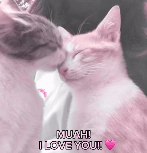 Two Cats Kissing Muah I Love You