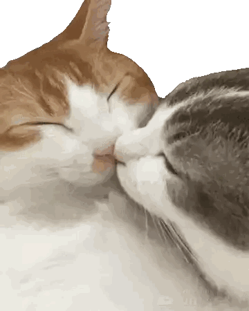 Two Cats Kissing on Nose