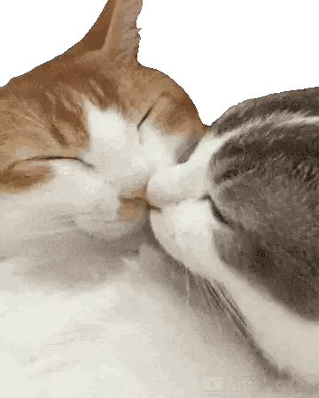 Two Cats Kissing on Nose