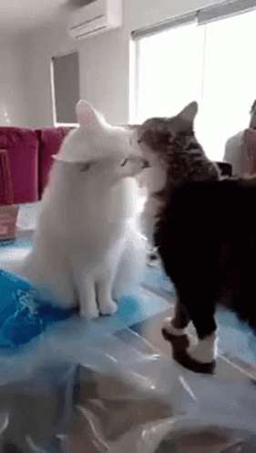 Two Cats Kissing on Table