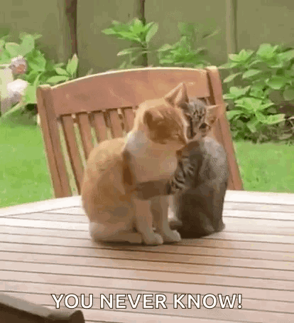 Two Cats Kissing