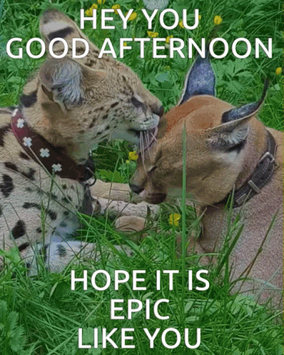 Two Cats Laying In The Grass With The Words Hey You Good Afternoon Hope It Is Epic Like You On The Bottom GIF