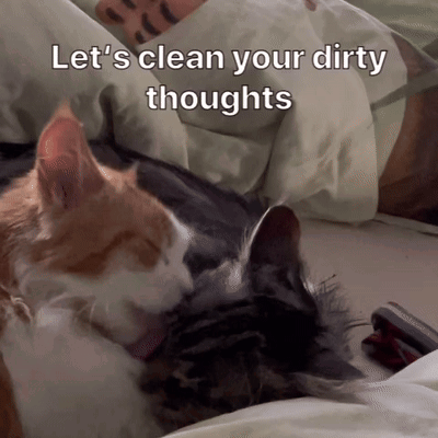 Two Cats Laying Let's Clean Your Dirty Thoughts
