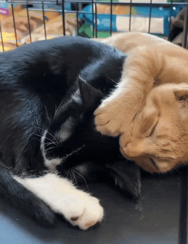 two cats laying next to each other one black and white and one orange