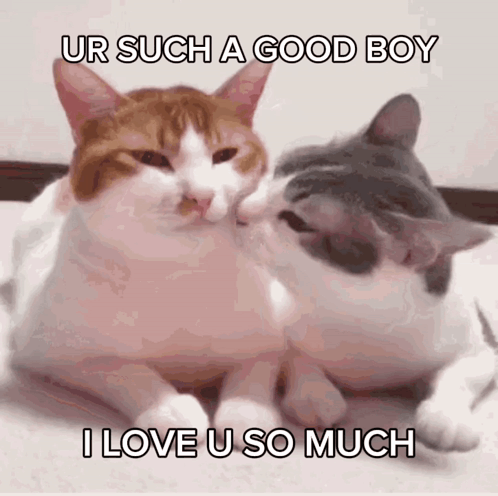 Two Cats Laying Next to Each Other Ur Such a Good Boy I Love U So Much