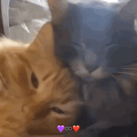 Two Cats Laying Next To Each Other With Hearts Above Them GIF
