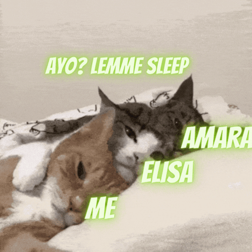 Two Cats Laying On A Bed With Ayo Lemme Sleep Amara Elisa Me GIF