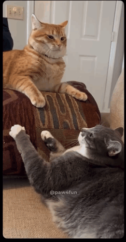 Two Cats Laying On A Couch With Paw4fun Written In The Corner GIF