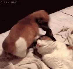 Two Cats Laying On Bed Playing GIF