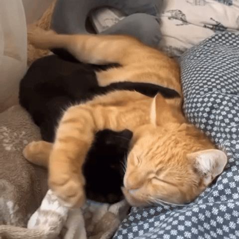 Two Cats Laying On Bed With Floral Blanket GIF