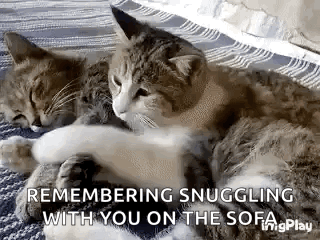 Two Cats Laying on Blanket on Couch