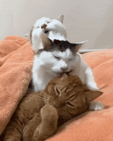 Two Cats Laying on Blanket