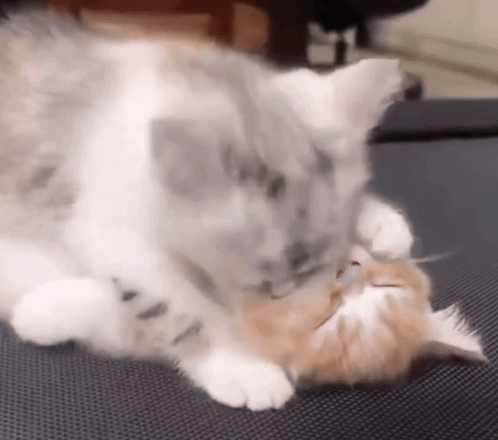 Two Cats Laying on Couch One Licking Other's Face