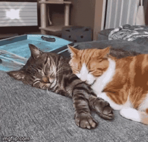 Two Cats Laying on Couch