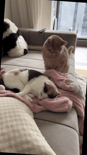 Two Cats Laying on Couch With Panda Pillow