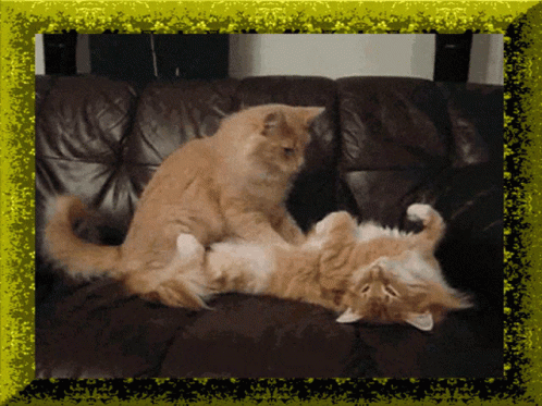Two Cats Laying on Couch With Yellow Frame