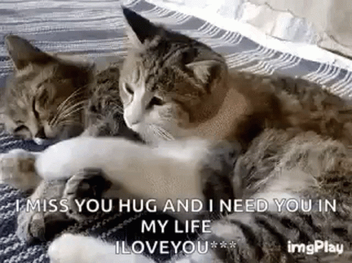 Two Cats Laying on Each Other
