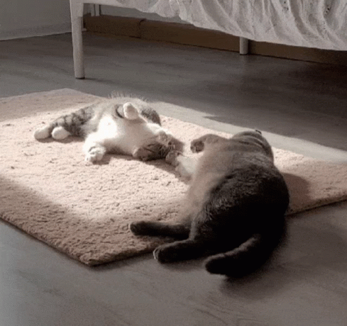 Two Cats Laying On Rug, One On Its Back GIF