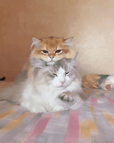Two Cats Laying on Striped Blanket