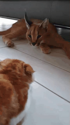 Two Cats Laying on Tiled Floor