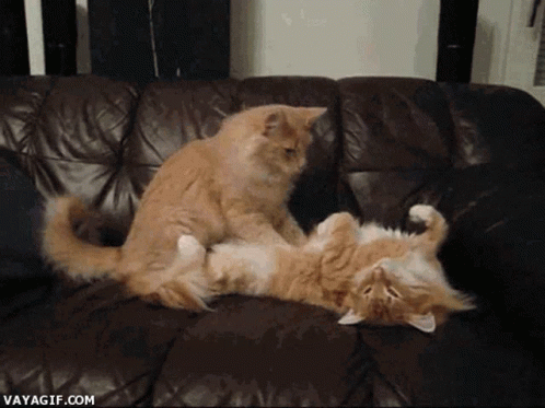Two Cats Laying On Top Of Each Other On A Couch With The Website Vayagif.com Visible GIF