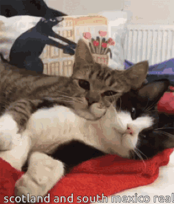 Two Cats Laying On Top Of Each Other With The Words Scotland And South Mexico Real GIF