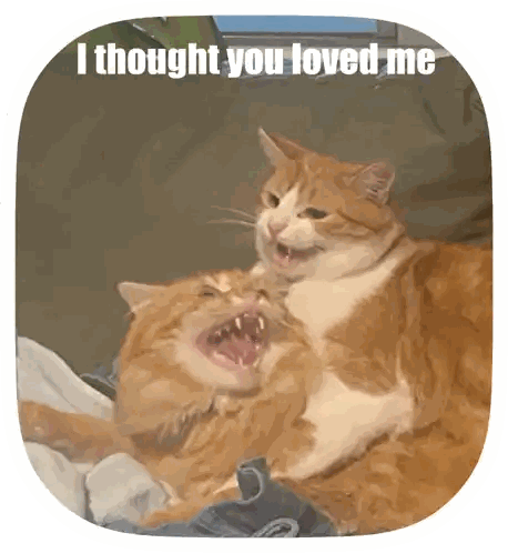 Two Cats Laying Together I Thought You Loved Me