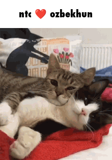 Two Cats Laying Together Ntc Ozbekhun GIF