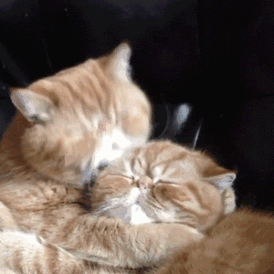 Two Cats Licking Face On Couch GIF