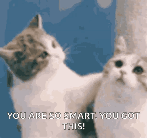 Two Cats Looking at Each Other