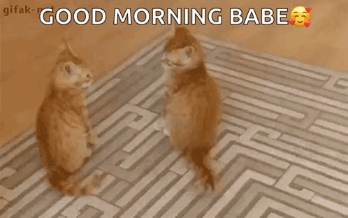 Two Cats Looking At Each Other On A Rug With The Words Good Morning Babe Below Them GIF