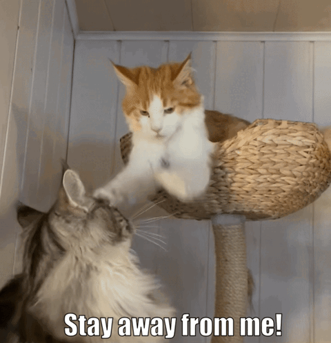 Two Cats Looking at Each Other Stay Away From Me