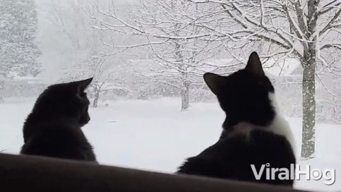 Two Cats Looking Out Snow Window