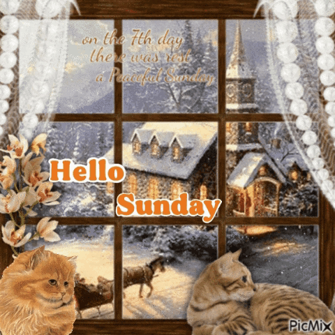 Two Cats Looking Out Window Hello Sunday