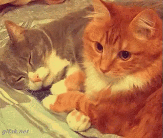 Two Cats Lying on Bed