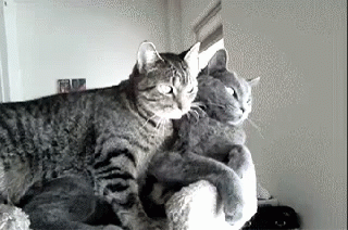 Two Cats Lying on Couch Looking at Each Other